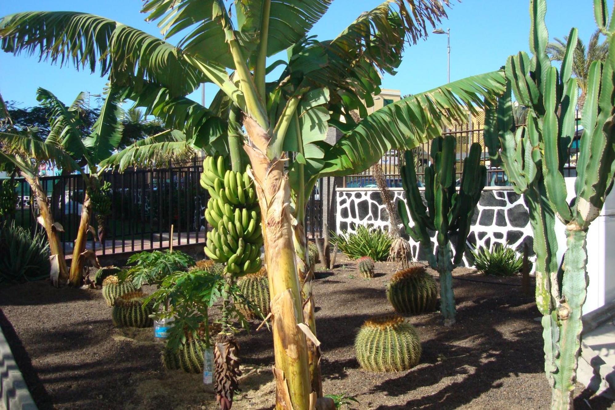 Los Cactus Playa del Ingles  Exterior photo